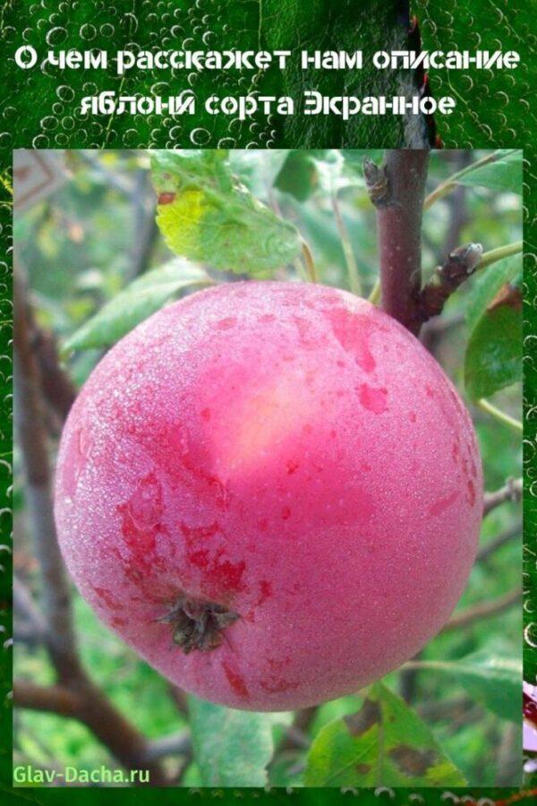 popis obrazovky odrůdy jablek