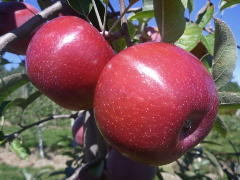 hybridní obrazovka odrůdy jablek