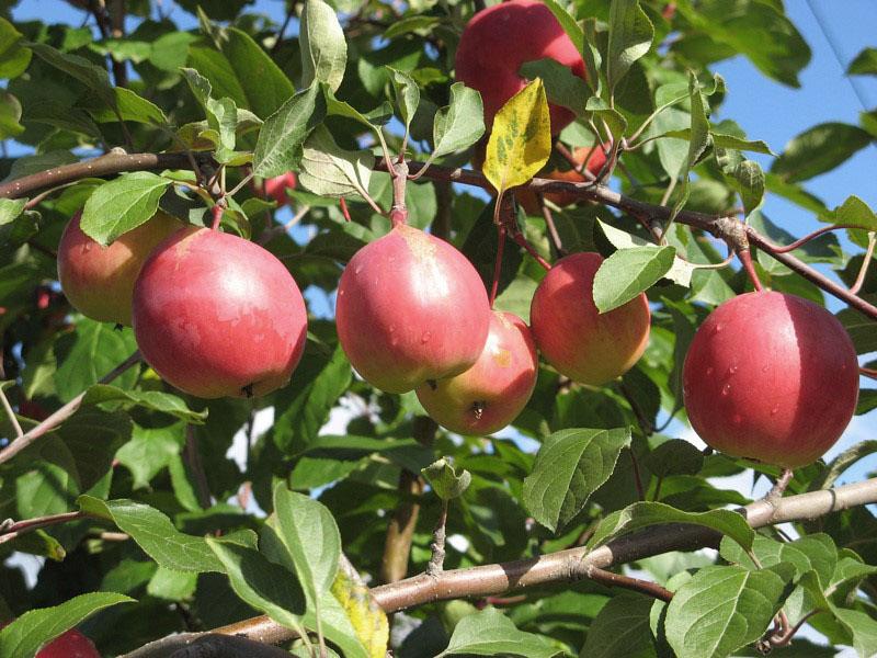 مجموعة متنوعة من التفاح مقاومة الصقيع