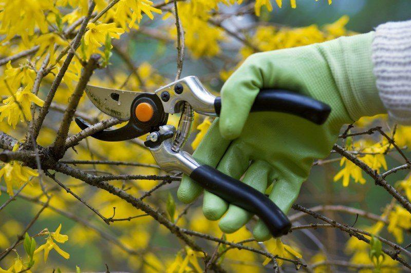pruning trees and shrubs in autumn