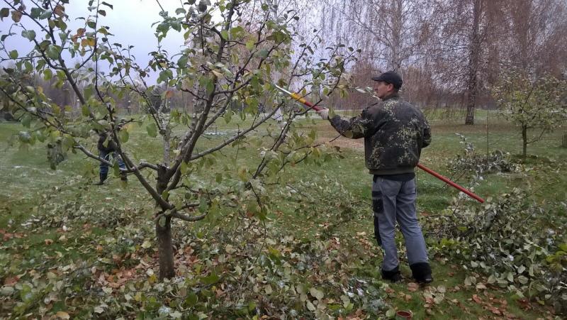 rudeninis obelų genėjimas