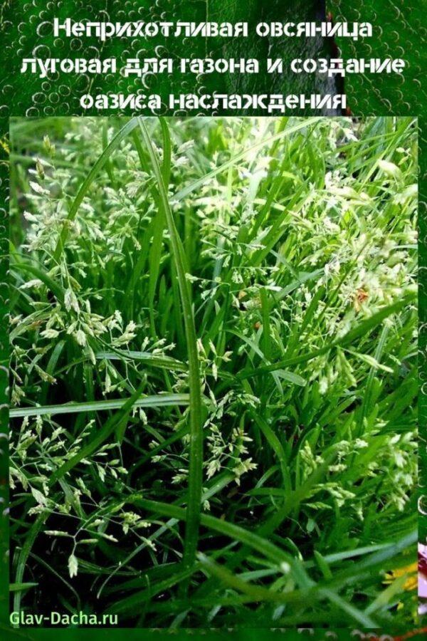 kostrzewa łąkowa na trawnik