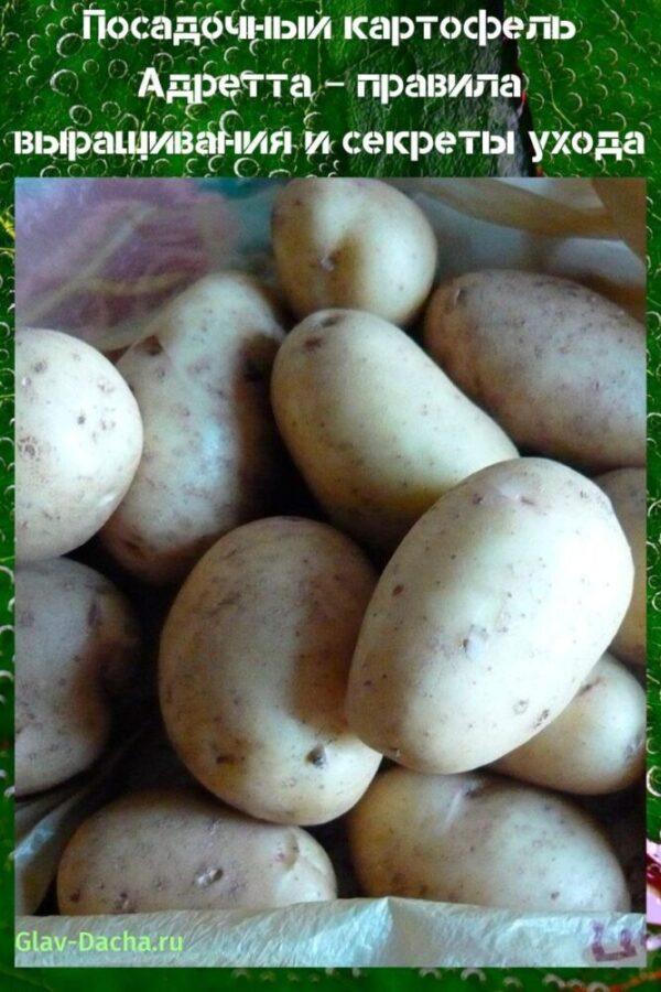 stādot kartupeļus adretta