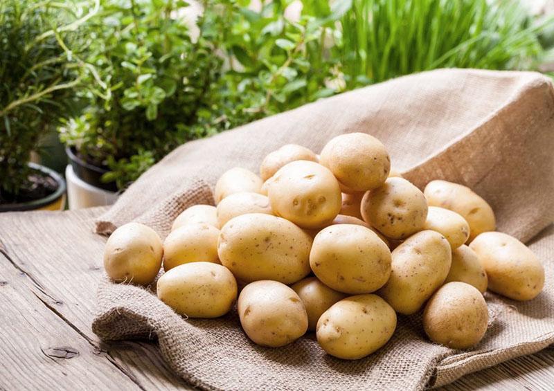 yield of potato varieties Adretta