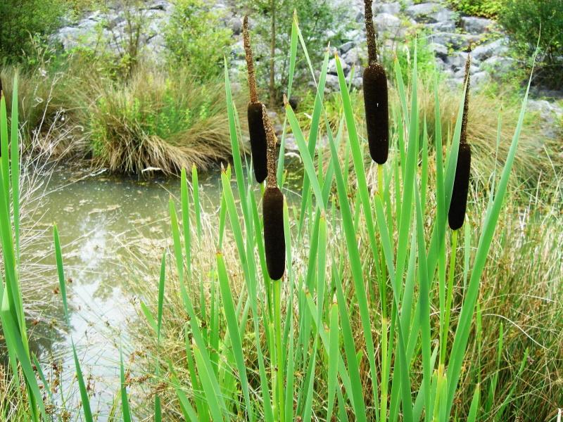 plante cattail på dammen