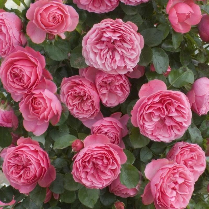rosa enciclopédia de rosas leonardo da vinci