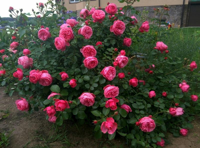 rosas bush leonardo da vinci