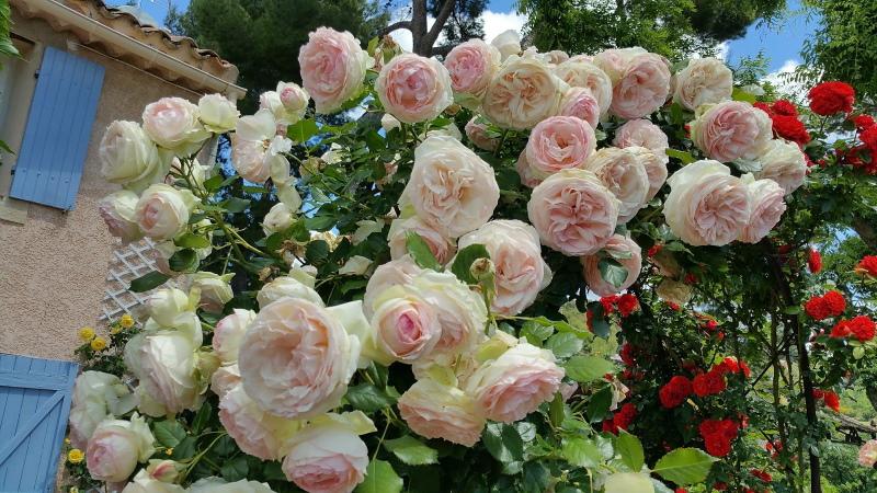 розово цъфтене Pierre de Ronsard