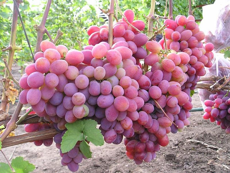 hybrid pink grape in memory of the surgeon