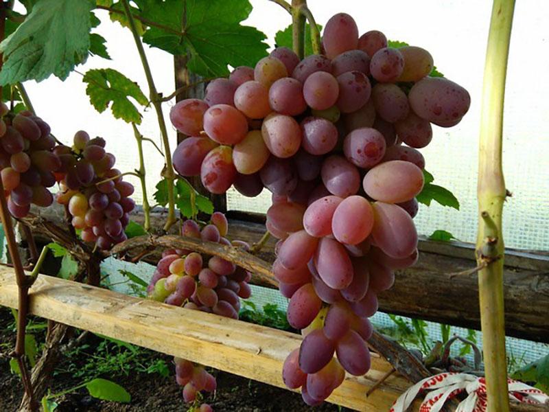 ripens grapes