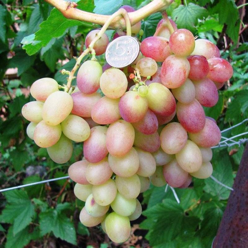 hybrid grape variety Tason