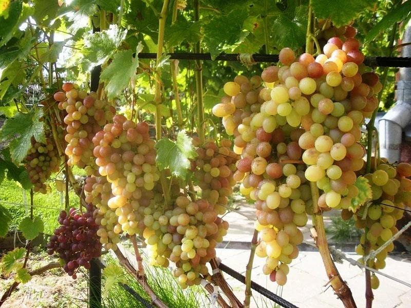 ripening of grapes
