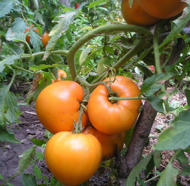 ang mga review ng tomato honey spa ay larawan
