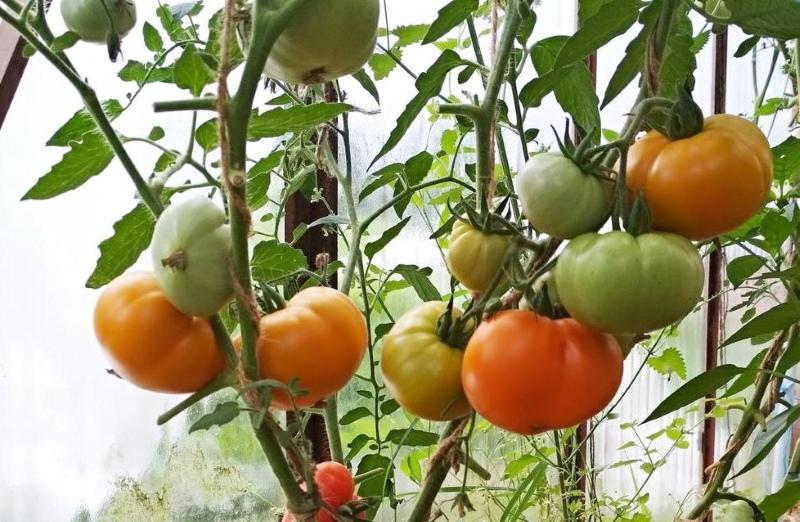 różnorodność uzdrowisk z miodem pomidorowym