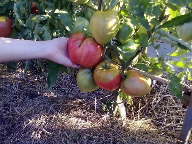 tomat adelsman som planterade