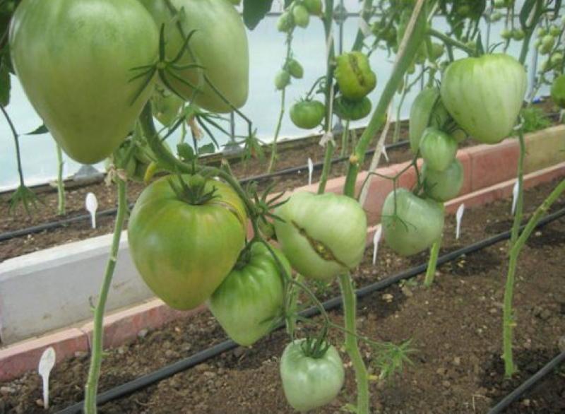 tomate arbusto nobre