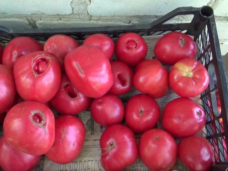 hasil tomato mulia