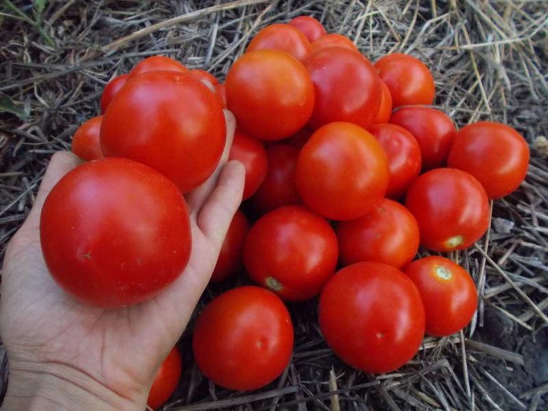 Yamal tomategenskaper och beskrivning av sorten