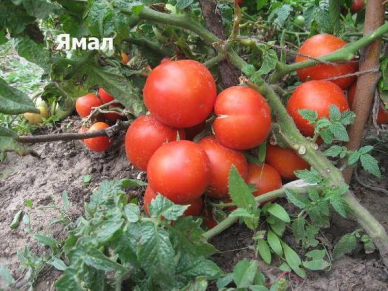 Jamalo pomidorų krūmas