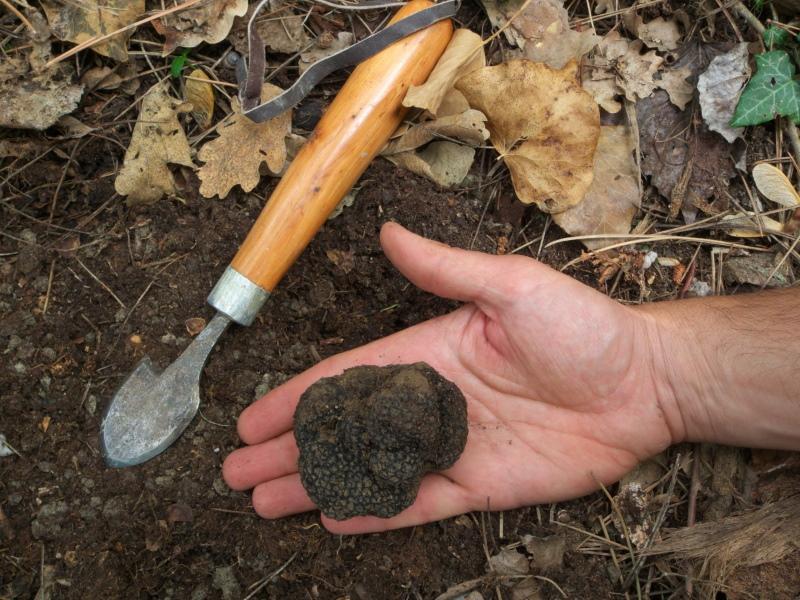 growing truffles at home