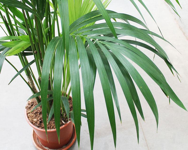palmių augalas