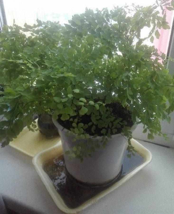watering the maidenhair through the pallet
