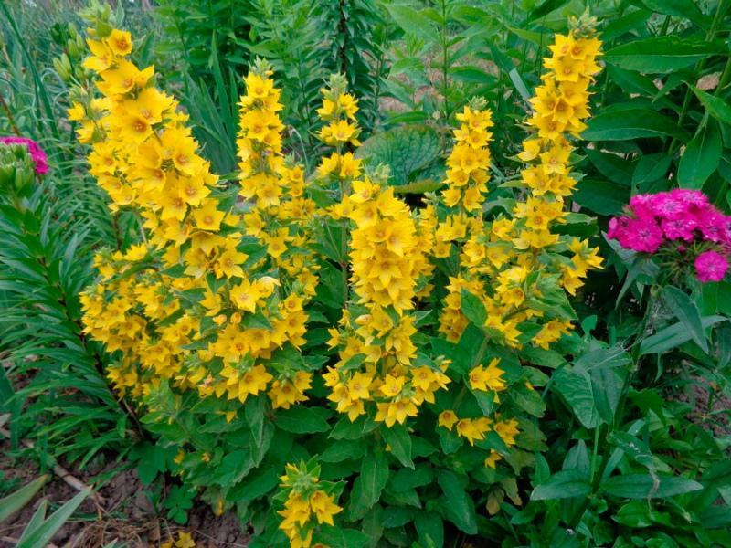 loosestrife planting and care photos