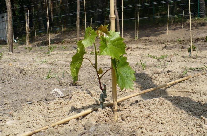 szőlő a dugványok ültetéséből és az ültetés utáni gondozásból