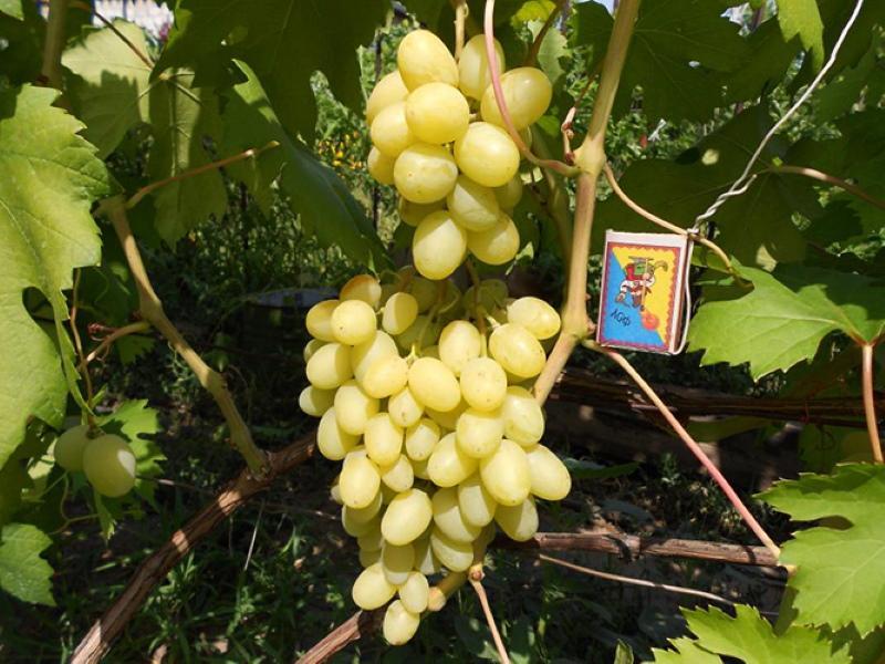lily of the valley grape variety description