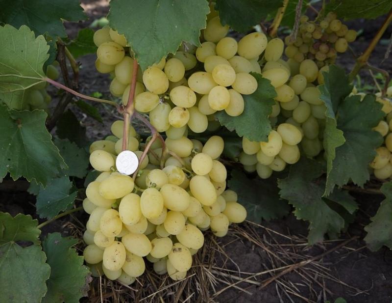 Снимка и описание на сорта грозде Лора