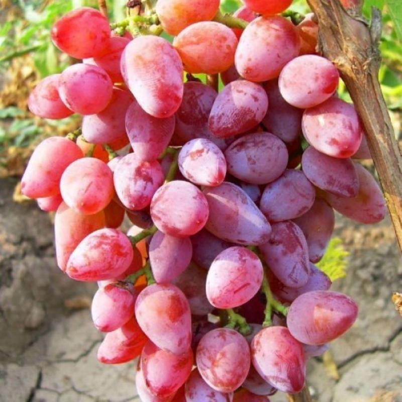 zdjęcie z opisem odmiany rumby winogronowej