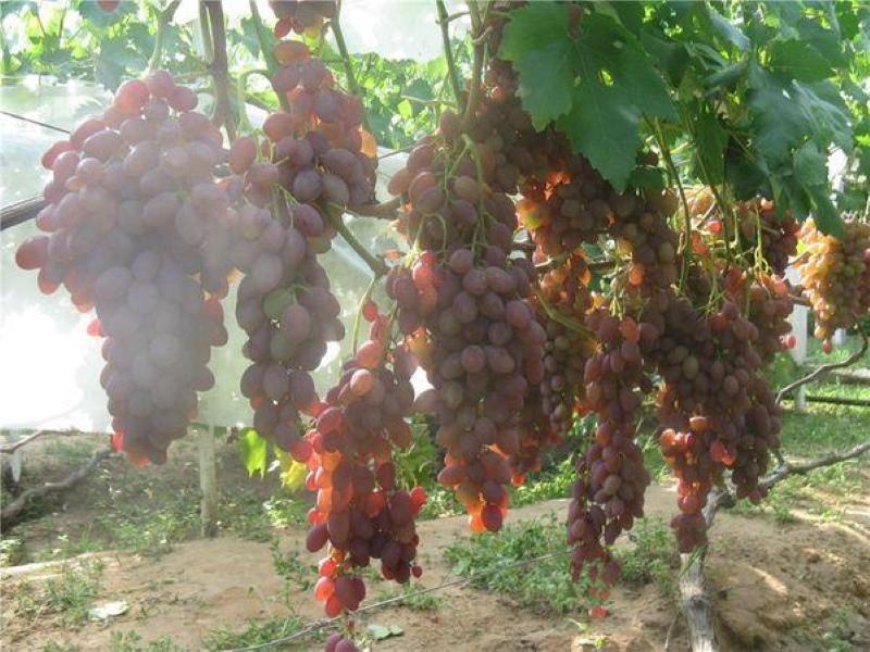 krzew winogronowy rumba