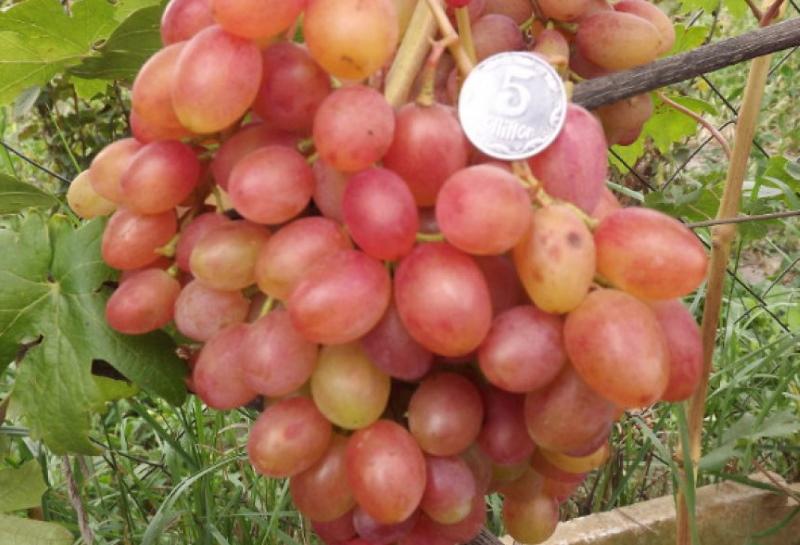 sapore caratteristico dell'uva rumba