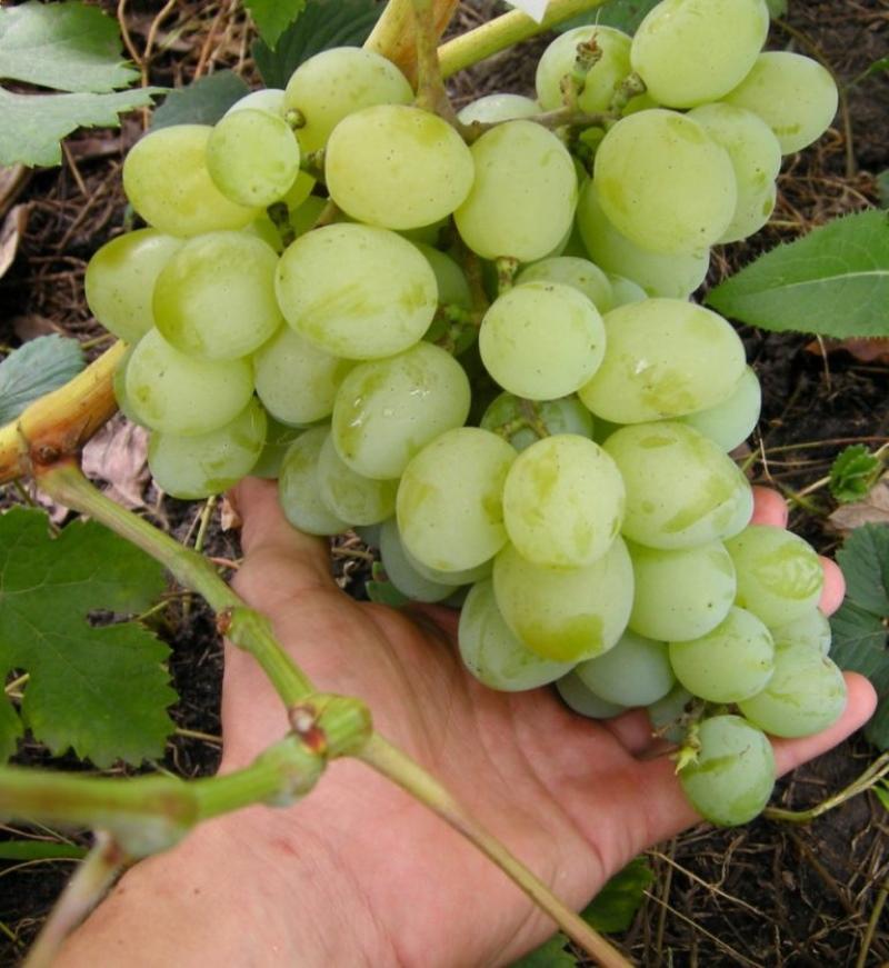 szőlő kabalája fajtaleírás fénykép