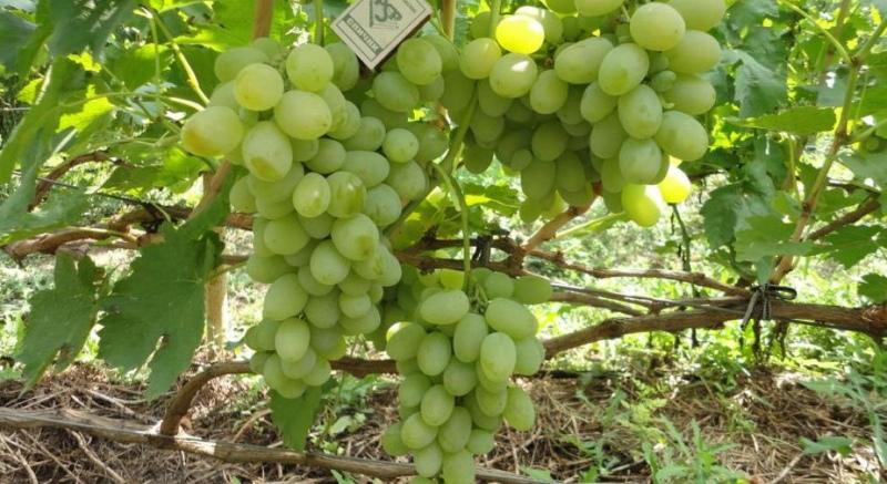 grape mascot characteristic