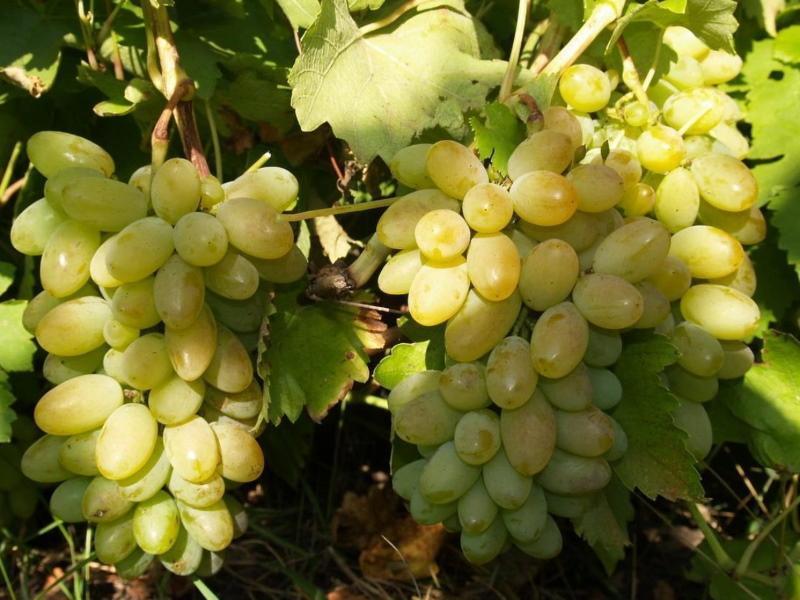 Descrizione del vitigno Timur