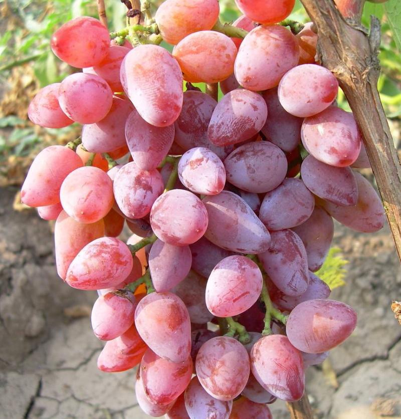 grape timur pink