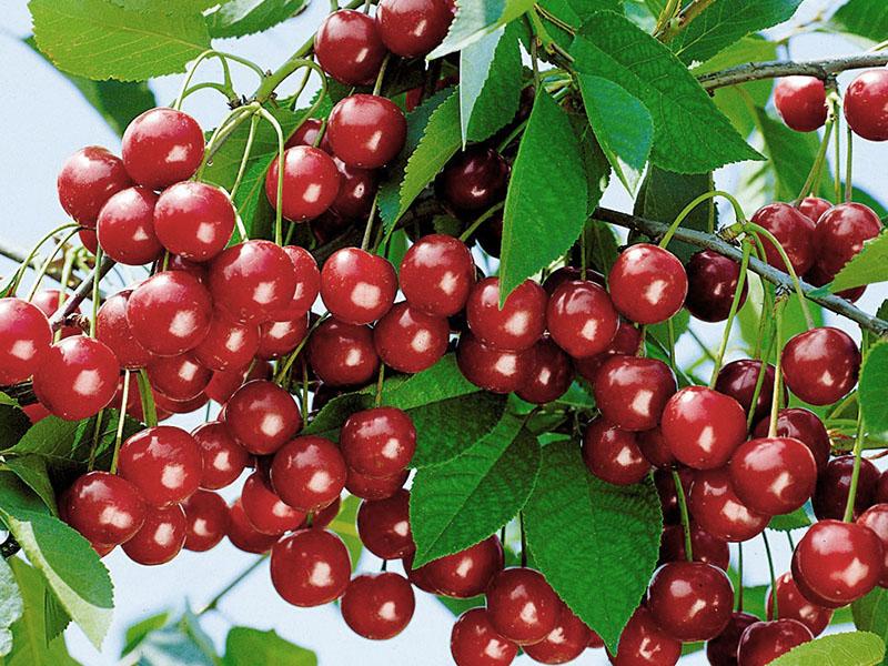 ciliegia a frutto Rubino degli Urali