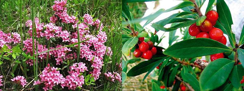 flowering and fruits of wolfberry