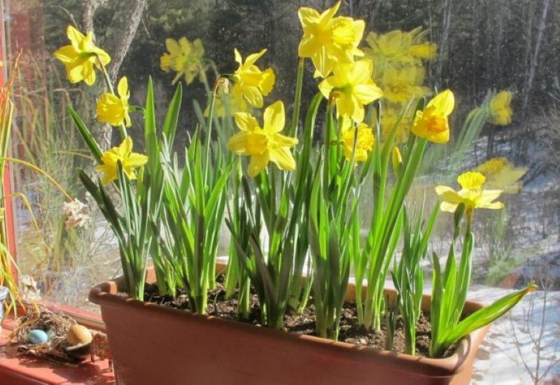 forcing daffodils at home