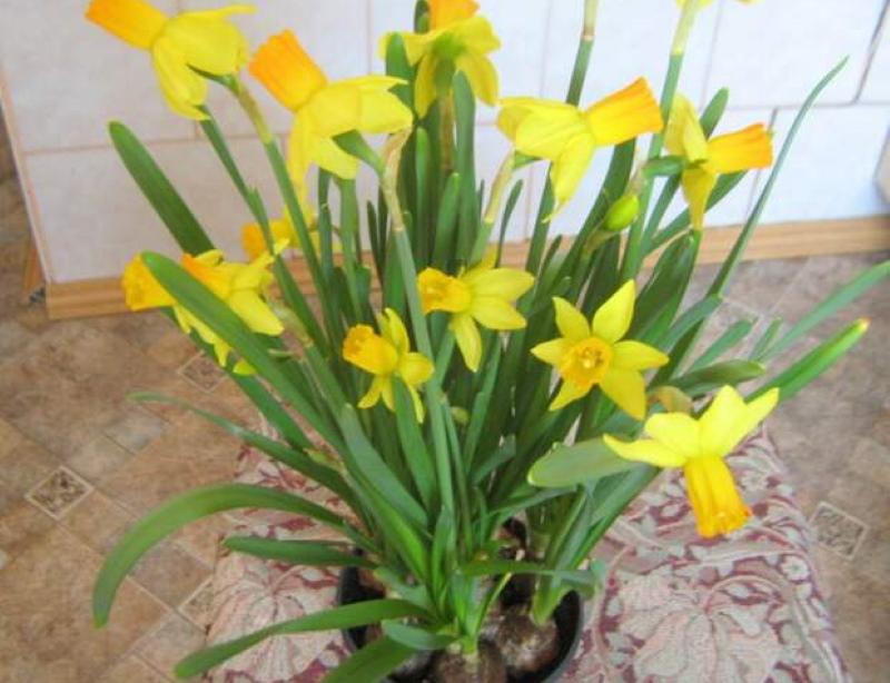 when to plant daffodils for distillation