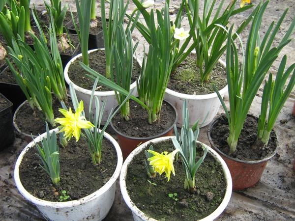 which daffodils are planted for distillation