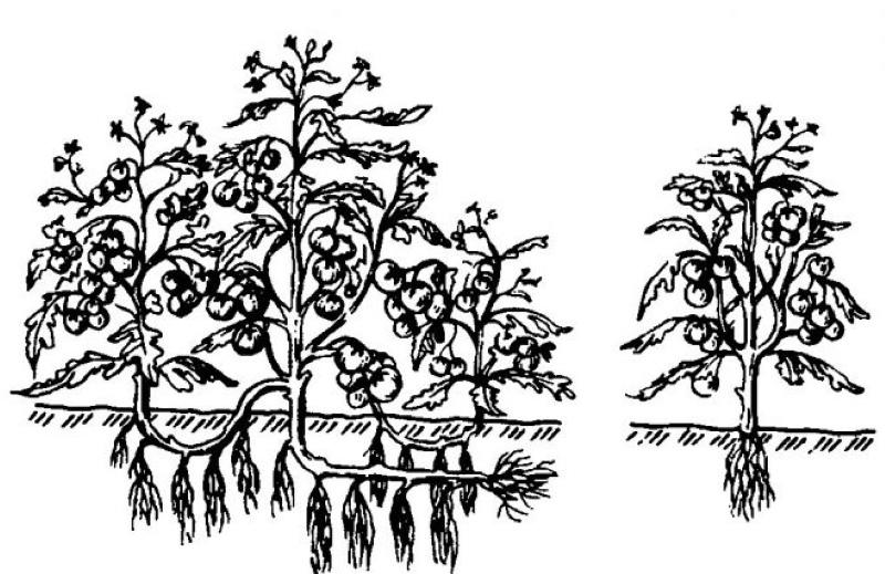 cultivarea roșiilor în trei tulpini pentru ulei
