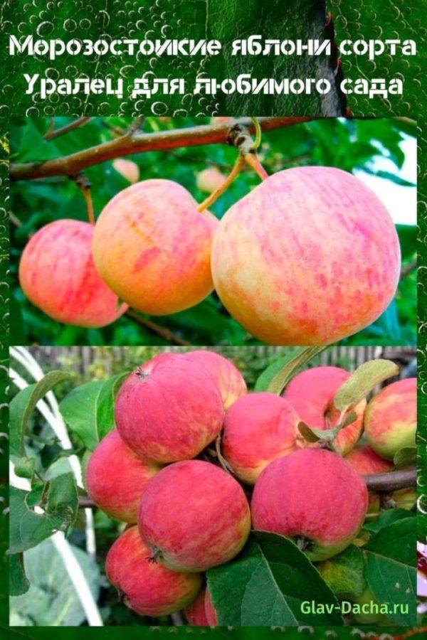 Uralets æbletræer