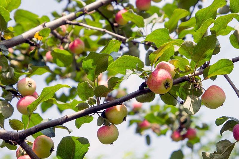 maduren les pomes de la varietat Uralets