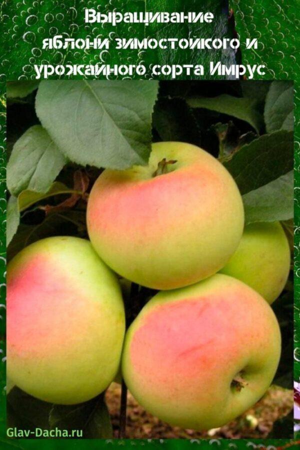 äppelträd imrus