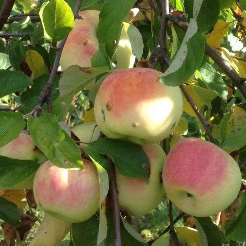 varietà ad alto rendimento apple imrus