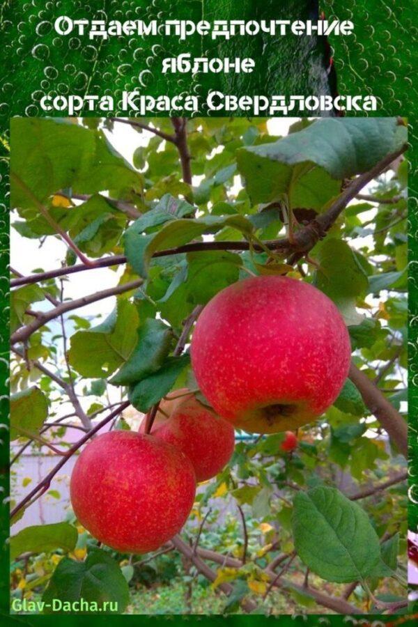 ความงามของต้นแอปเปิ้ลของ Sverdlovsk