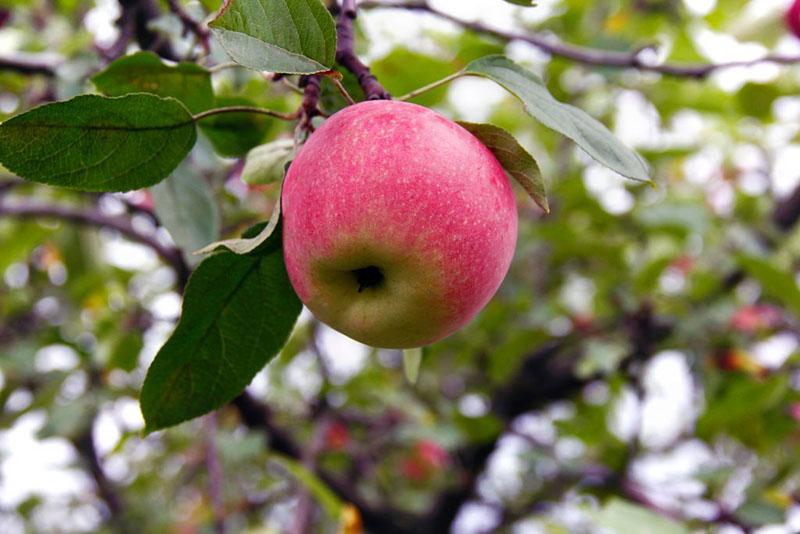 the fruit of the apple tree the beauty of Sverdlovsk