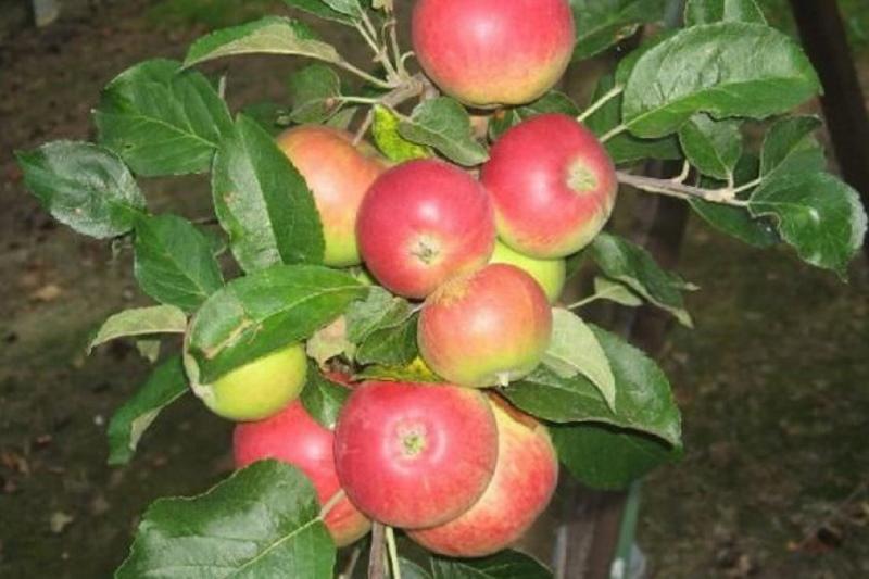 elma ağacı manteti